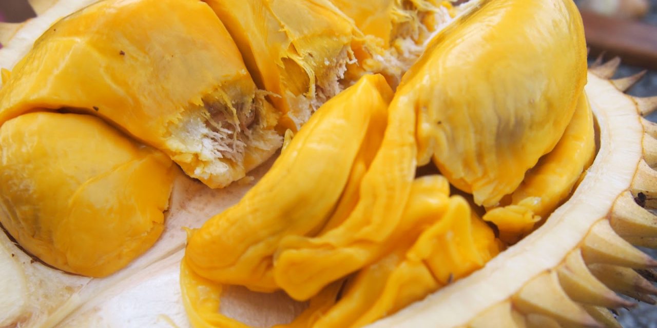 Durian Montong: Primadona Buah Lokal Yang Siap Go Global