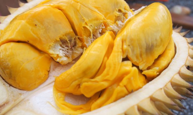 Durian Montong: Primadona Buah Lokal Yang Siap Go Global