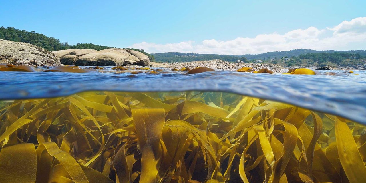 Bukan Sekadar Bahan Makanan, Rumput Laut Punya Peran Besar