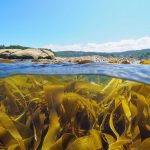 Bukan Sekadar Bahan Makanan, Rumput Laut Punya Peran Besar