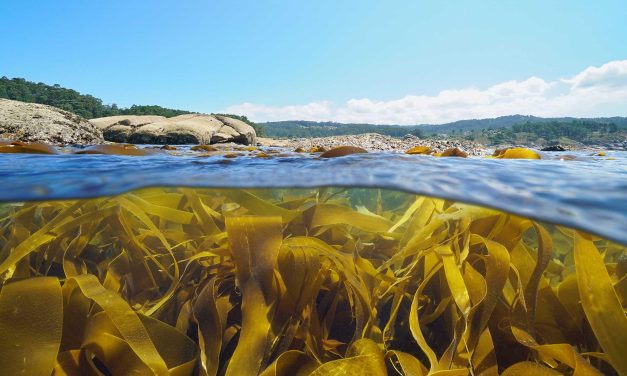 Bukan Sekadar Bahan Makanan, Rumput Laut Punya Peran Besar